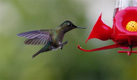  Xantus's Hummingbird: A Tiny Aerial Acrobat That Embraces Both Nectar-Sipping Tranquility and Territorial Feistiness!