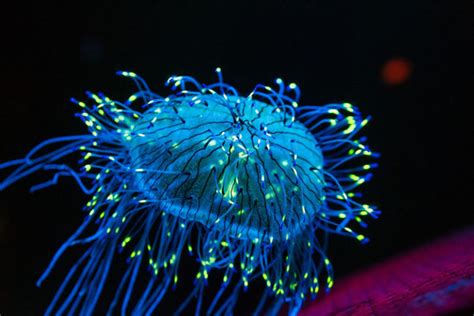 Xavieria:  This fascinating Hydrozoa displays remarkable colonial behavior while also exhibiting bioluminescent properties!