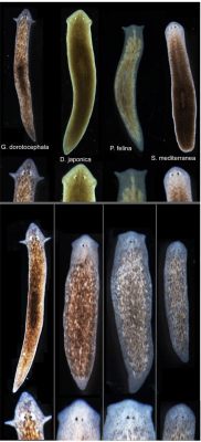  Xenodochus! A Tiny Flatworm That Lives Life on the Edge (and Inside Other Animals)