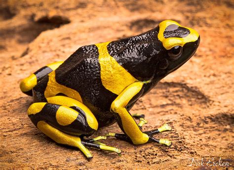  Yellow-Banded Poison Dart Frog: Discover a Tiny Amphibian With Vibrant Colors and Deadly Secrets!