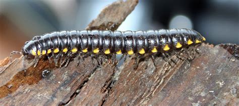  Yellow-Spotted Millipede: An Unexpected Delight for Bug Lovers and Garden Enthusiasts!