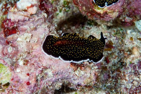  Yellow-Spotted Polyclad - A Master of Regeneration Who Dances on Coral Reefs!