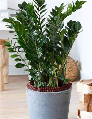  Zamioculcas - Roślina O Czarującym Wyglądzie i Niesamowitej Wytrzymałości!