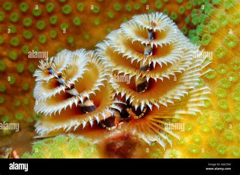  Zygophilus: Ten Tiny Tubeworm That Knows How To Party!